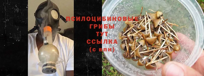 Псилоцибиновые грибы Psilocybine cubensis  Ивангород 